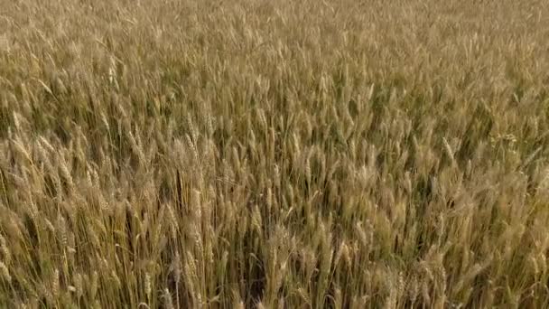 Campo Trigo Com Muitas Espigas Trigo Verão Conceito Colheita Rica — Vídeo de Stock