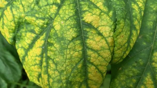 Huge Leaf Poisonous Toxic Hogweed Cow Parsnip Heracleum Sosnowskyi Yellow — Stock Video