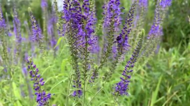 Bir yaban arısı uçuyor, mavi çiçekleri kirletiyor ve sıcak yaz gününde çayır üzerinde nektar arıyor ve topluyor.