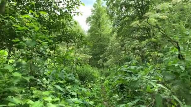 Person Walk Jungle Poisonous Toxic Hogweed Cow Parsnip Heracleum Sosnowskyi — Stock Video