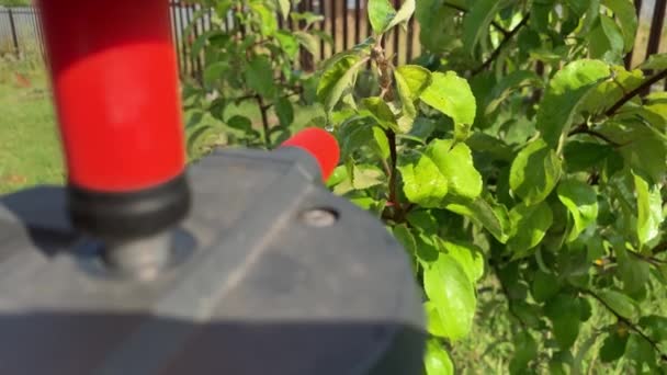 Gardener spraying fruit trees and bushes against plant diseases and pests using spray bottle withinsecticide solution in the garden, close up — Stock Video