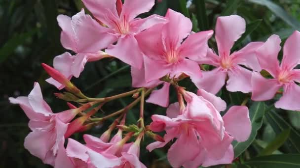 Růžové Nerium sladké oleander jedovaté toxické květiny kvete v létě zblízka — Stock video