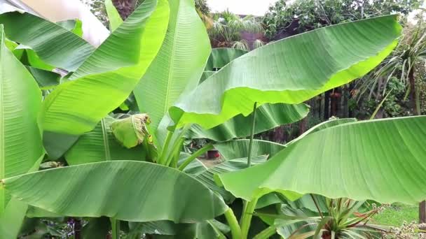 Tropické banánovníky rostou v mořském letovisku a zelené listy se houpají ve větru — Stock video