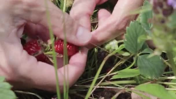 Női kéz szedés gyűjtése friss organikus érett eper, közelről — Stock videók