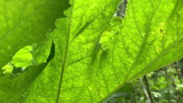A huge leaf of poisonous toxic hogweed, cow parsnip Heracleum Sosnowskyi close up — Stock Video