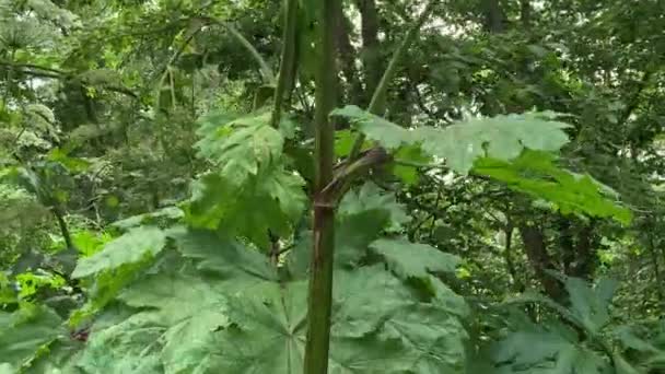 Um enorme folhas e guarda-chuvas de erva venenosa tóxica hogweed, vaca pastinaga Heracleum Sosnowskyi de perto — Vídeo de Stock