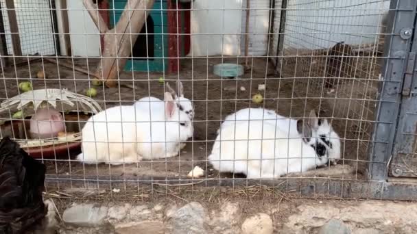 Coniglio domestico peloso bianco e nero macchiato fattoria coniglio dietro le sbarre della gabbia presso l'allevamento di animali, animali da allevamento che crescono in gabbia e mangiare cibo — Video Stock