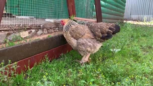 Jaja znoszą brązową kurę na wiejskiej farmie, chodzą swobodnie i szukają pożywienia. — Wideo stockowe