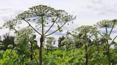 Zehirli zehirli, tehlikeli yaban domuzu, inek yaban havucu Herakleum Sosnowskyi yaz günü