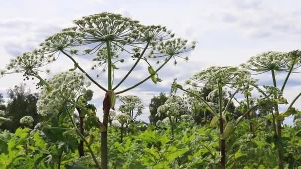 Una giungla enorme di velenoso tossico pericoloso hogweed, pastinaca bovina Heracleum Sosnowskyi il giorno d'estate — Video Stock