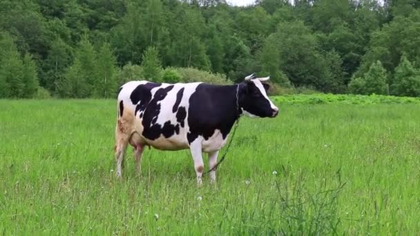 Holstein dairy cow feeding eating grass in a field pasture on summer day, natural organic dairy production concept — Stock Video