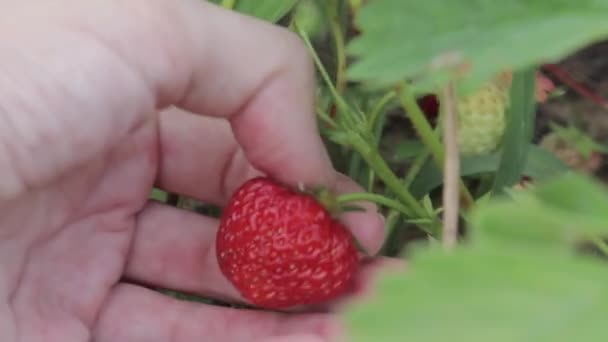 Vrouwelijke handen plukken verzamelen verse biologische rijpe aardbei, close-up — Stockvideo