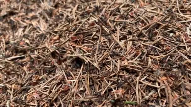 En myra koloni på nära håll, Formica rufa, även känd som den röda trä, södra trä eller häst myra som löper i en myra kulle i skogen — Stockvideo