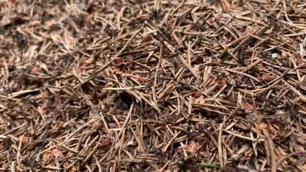 Une colonie de fourmis en gros plan, Formica rufa, également connu sous le nom de bois rouge, bois du sud ou fourmi de cheval courant dans une colline de fourmi dans la forêt 