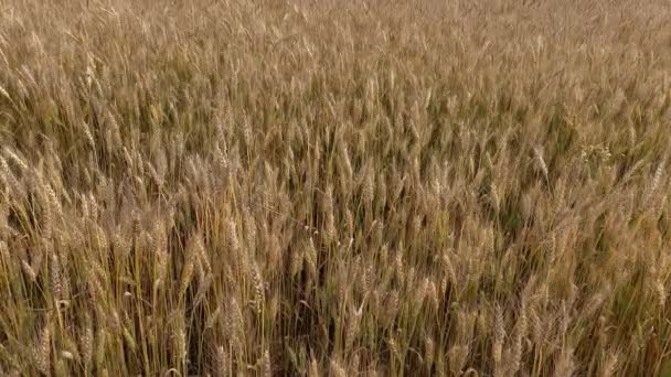 Um campo de trigo com muitas espigas de trigo no verão, conceito de colheita rica — Vídeo de Stock