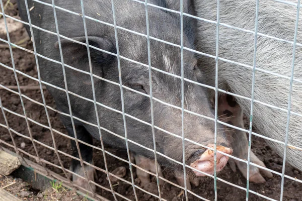 黑色可爱的猪与粉红色的鼻子鼻子后面的金属网围栏在乡村农场 — 图库照片
