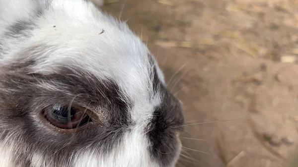 Huisdier harig schattig wit en zwart gevlekte boerderij konijn konijn muilkorf close-up op dierlijke boerderij, vee voedsel dieren groeien in kooi — Stockfoto