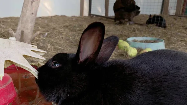 Een schattig harig zwart konijn konijn konijn in een kooi op dierlijke boerderij close-up — Stockfoto