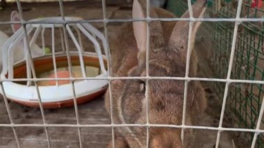 Hayvancılık çiftliğinde, kafesin metal çitlerinin parmaklıklarından ağızlık iten kocaman, kahverengi bir tavşancık.