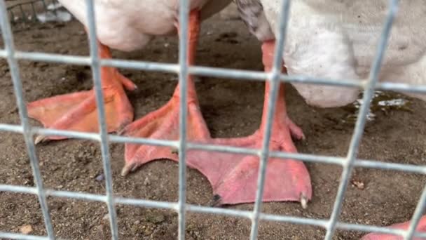 Jambes rouges d'une oie en cage derrière une clôture métallique dans une ferme avicole, concept de production de viande — Video