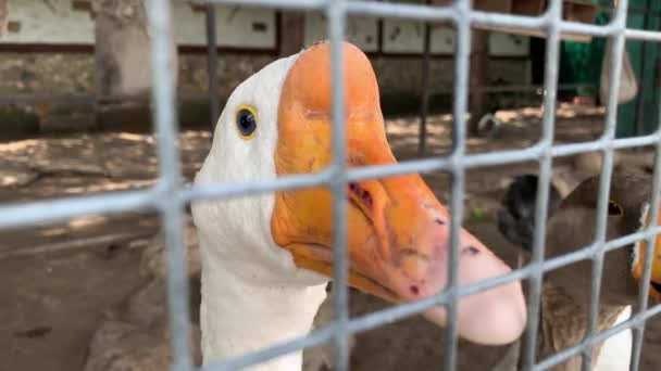 Uma cabeça de um ganso branco enjaulado com um bico de laranja fechar atrás de uma cerca de metal em uma fazenda de aves, conceito de produção de carne — Vídeo de Stock