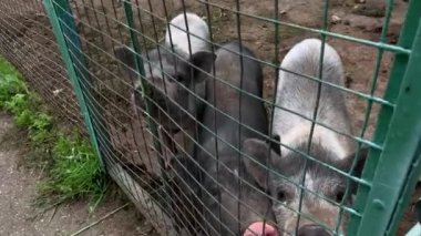 Kafesin metal çitlerinin arkasında oturan ve yemek için yalvaran üç sevimli siyah domuz, komik burunlar kapanır.