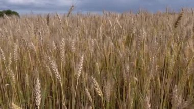 Yazın bol buğday dolu bir buğday tarlası, zengin hasat konsepti.