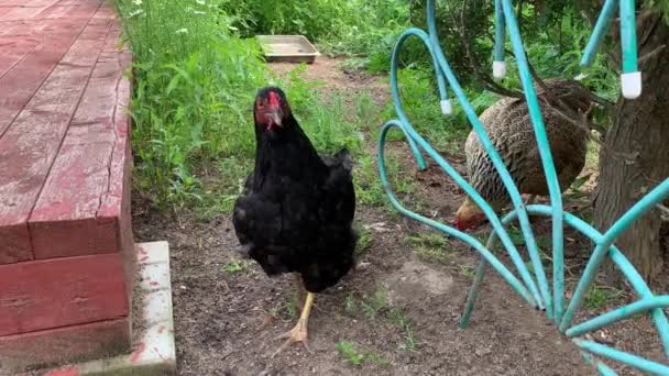 Un huevo poniendo gallina negra caminando en una granja de campo — Vídeos de Stock