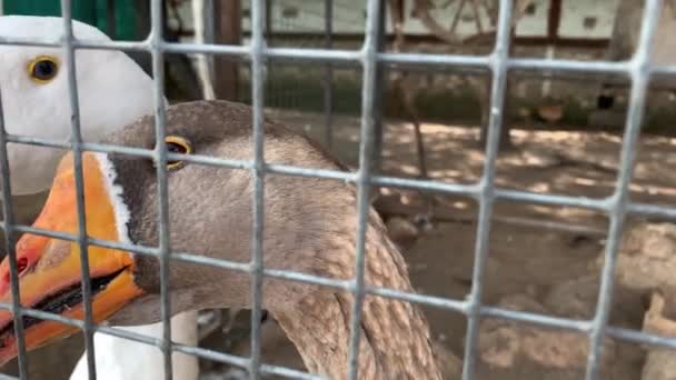 在家禽饲养场的金属栅栏后面，一只灰色笼鹅的头部，有橙色的喙，肉食生产的概念 — 图库视频影像