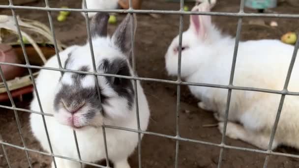 Domowe futrzane króliki hodowlane białe i czarne króliki hodowlane za kratkami w hodowli zwierząt, zwierzęta gospodarskie hodowane w klatkach — Wideo stockowe