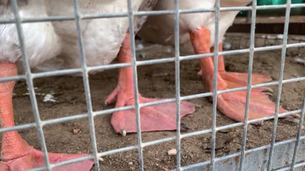 Gambe rosse di un'oca in gabbia dietro una recinzione metallica in allevamento di pollame, concetto di produzione di carne — Video Stock