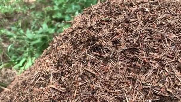 Yakın bir karınca kolonisi, Formica rufa, aynı zamanda kırmızı odun, güney ahşabı ya da ormanda bir karınca tepesinde koşan at karınca karıncaları olarak da bilinir. — Stok video