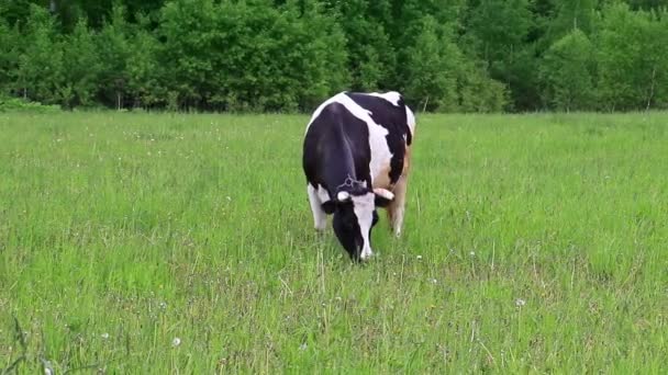 Holstein mjölkko utfodring äta gräs i ett fält bete på sommardag, naturliga ekologiska mejeriproduktion koncept — Stockvideo