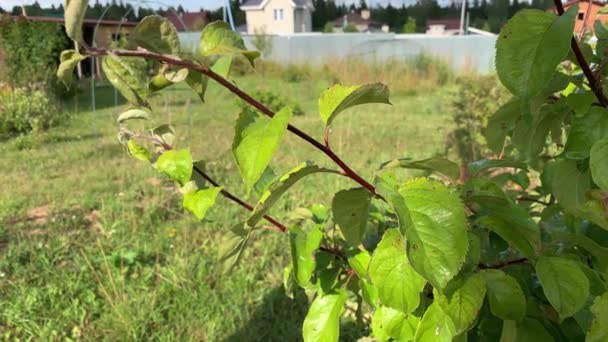 Kobieta ogrodnik rozpylanie drzew owocowych i krzewów przeciwko chorobom roślin i szkodników przy użyciu butelki sprayu z roztworem owadobójczym w ogrodzie — Wideo stockowe