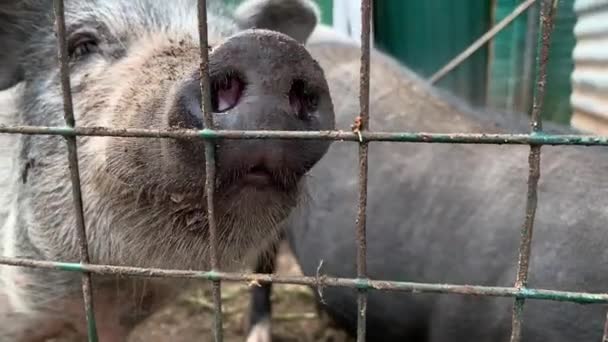 三只可爱的黑猪坐在笼子的金属栅栏后面乞讨食物，可笑的鼻子紧闭着 — 图库视频影像