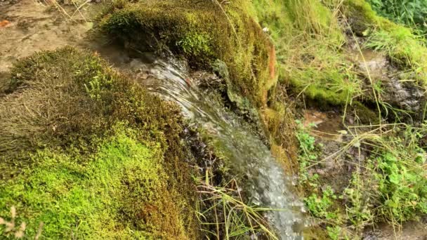 Uma mulher caminhante turística coletando água limpa da primavera natural da montanha derramando de grama verde e musgo nas mãos — Vídeo de Stock