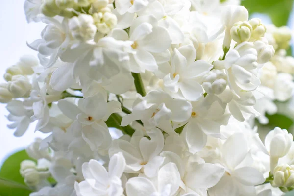 Zarter weißer Flieder, Syringa vulgaris doppelte Blüten aus nächster Nähe — Stockfoto