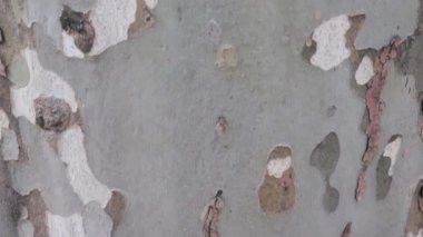 Sycamore, platan ya da uçak ağacı kabuğu dokusu haki rengi, haki rengi askeri model taklit