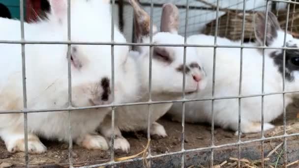 Inhemska lurviga vita och svartfläckiga gård kanin kanin bakom barer bur på djurgård, boskap mat djur som växer i bur och äta mat — Stockvideo