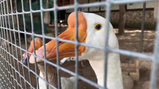 Két szürke és fehér ketrecbe zárt liba feje narancssárga csőrrel a kerítés mögött egy baromfitelepen, hústermelési koncepció. — Stock videók