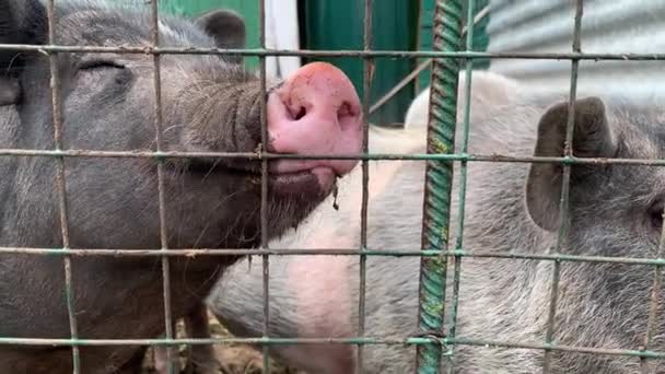 Three cute black pigs sitting behind the metal fence of the cage and begging for food, funny snouts noses close up — Stock Video