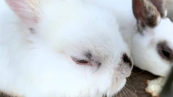 Domestic furry white and black spotted farm rabbit bunny behind the bars of cage at animal farm, livestock food animals growing in cage and eating food — Stock Photo, Image