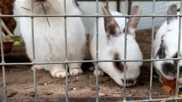 Domestic furry white and black spotted farm rabbit bunny behind the bars of cage at animal farm, livestock food animals growing in cage and eating food — Stock Video