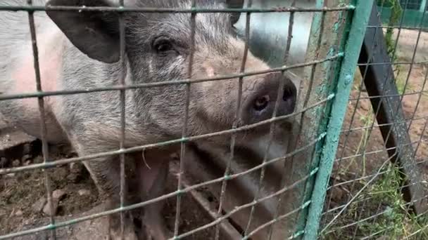 Tres lindos cerdos negros sentados detrás de la valla metálica de la jaula y rogando por comida, hocicos divertidos nariz de cerca — Vídeo de stock