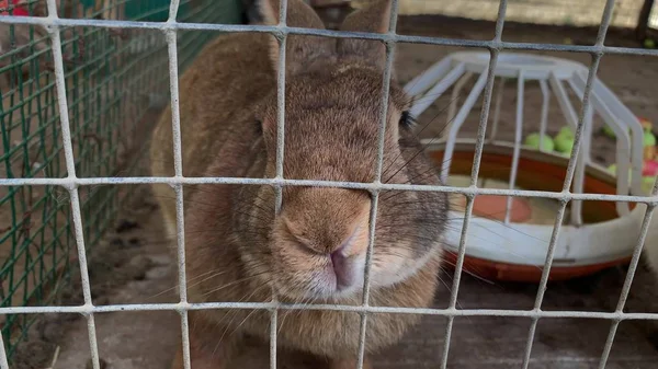 A finger touching a big cute brown meat rabbit bunny pushing muzzle through the bars of a metal fence of the cage, at livestock farm — Stock Photo, Image