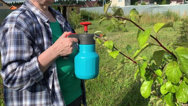 Mujer jardinero rociando árboles frutales y arbustos contra enfermedades de las plantas y plagas usando una botella pulverizadora con solución insecticida en el jardín — Foto de Stock