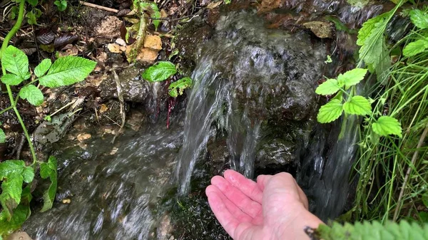 Uma mulher caminhante turística coletando água limpa da primavera natural da montanha derramando de grama verde e musgo nas mãos — Fotografia de Stock