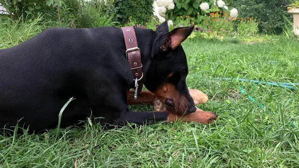 Big black and tan cropped doberman pinscher with cut ears lying on the grass and greedily chewing gnawing a big bone — Stock Photo, Image