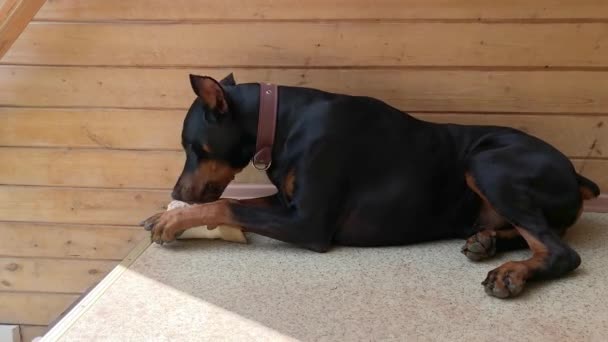 Big black and tan cropped doberman pinscher with cut ears lying on the floor and greedily chewing gnawing a big bone — 图库视频影像