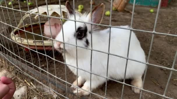 Conejo doméstico peludo blanco y negro de conejos de granja manchados detrás de las rejas de la jaula en la granja de animales, animales de alimentación de ganado que crecen en jaula — Vídeo de stock